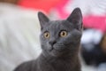 Gray cat of British breed looks with large yellow eyes Royalty Free Stock Photo