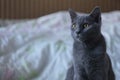 Gray cat of British breed looks with large yellow eyes Royalty Free Stock Photo