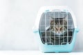 Gray cat in a cage for transportation. Carrying for animals. Relocation and animal transportation concept