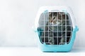 Gray cat in a cage for transportation. Carrying for animals. Relocation and animal transportation concept