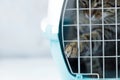 Gray cat in a cage for transportation. Cat paw trying to open the cage Carrying for animals. Relocation and animal