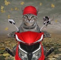 Cat gray with rat rides red moped 2 Royalty Free Stock Photo