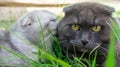 A gray cat caresses a black cat lying on the green grass