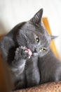 Gray cat on chair Royalty Free Stock Photo