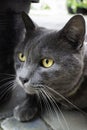 Gray cat chilling out on the floor Royalty Free Stock Photo