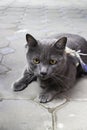 Gray cat chilling out on the floor Royalty Free Stock Photo