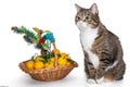 Gray cat Christmas basket of mandarins Royalty Free Stock Photo