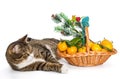 Gray cat Christmas basket of mandarins Royalty Free Stock Photo