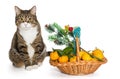 Gray cat Christmas basket of mandarins Royalty Free Stock Photo