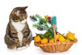 Gray cat Christmas basket of mandarins Royalty Free Stock Photo