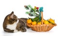 Gray cat Christmas basket of mandarins Royalty Free Stock Photo