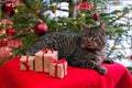 Gray cat and christmas gifts. Royalty Free Stock Photo