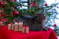 Gray cat and christmas gifts. Royalty Free Stock Photo