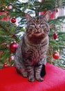 Gray cat and christmas tree. Royalty Free Stock Photo