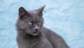 Gray cat close up on a light blue background Royalty Free Stock Photo