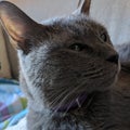 Gray Cat closeup