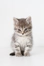 Gray cat Royalty Free Stock Photo