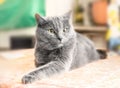 Gray cat deep in thought Royalty Free Stock Photo