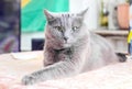 Gray cat deep in thought Royalty Free Stock Photo