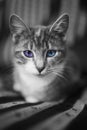 Gray cat with different eye colors blue and purple resting on the couch Royalty Free Stock Photo