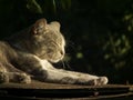 A gray cat dozing in the sun Royalty Free Stock Photo