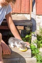 Gray cat drinking milk from the plate