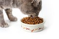Gray cat eating from the bowl. Close up Royalty Free Stock Photo