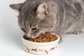 Gray cat eating from the bowl. Close up Royalty Free Stock Photo