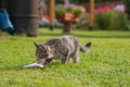 Gray cat eating fish on the grass Royalty Free Stock Photo