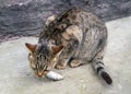 Gray Cat Eating Fish Outdoors Royalty Free Stock Photo