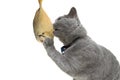 Gray cat eats fish. white background. Royalty Free Stock Photo