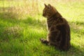 A gray cat is enjoying in the fresh green grass on a spring day Royalty Free Stock Photo