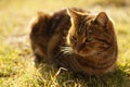 A gray cat is enjoying in the fresh green grass on a spring day Royalty Free Stock Photo