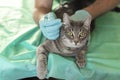 Gray cat on the examination table of the veterinary clinic. A male veterinarian examines the ears of the animal Royalty Free Stock Photo