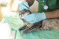 Gray cat on the examination table of veterinary clinic. male veterinarian examines ears of animal. Veterinary care. Veterinarian Royalty Free Stock Photo