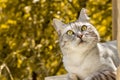 Gray cat with expressive look on autumn yellow background Royalty Free Stock Photo