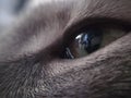 Gray Cat Eye as Microphoto Royalty Free Stock Photo