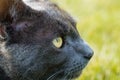 Gray cat eye close up, looking up Royalty Free Stock Photo