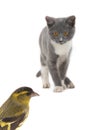 Gray cat and female siskin