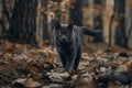 Gray cat in the forest Royalty Free Stock Photo