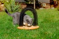 Gray cat in the garden on the grass near the cat brush