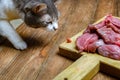 Gray cat gently steals a piece of fresh meat from the cutting Board. Feed the pet with raw meat.