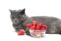 Gray cat and a glass bowl with a ripe strawberry on a white back Royalty Free Stock Photo