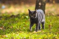 Gray cat goes to the camera on the autumn-summer bright background Royalty Free Stock Photo