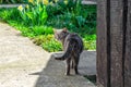 Gray cat goes to daffodils in garden. Back view of male cat in spring looking at the camera