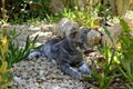 Gray cat with golden eyes