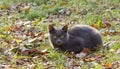 Gray Cat on the Grass Royalty Free Stock Photo