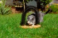 Gray cat in the garden on the grass near the brush for cats with his tongue hanging out