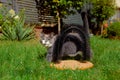 Gray cat in the garden on the grass near the brush for cats with his tongue hanging out