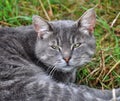 Gray cat on a grass Royalty Free Stock Photo